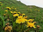 39 Taraxacum officinale (Tarassaco comune) sulla stradetta e nei prati